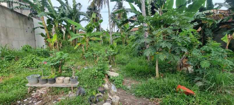 tanah di pulau singkep sukarame luas 1100m shm
