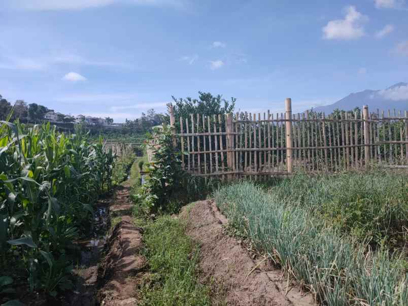 tanah kebun jeruk luas cocok untuk investasi di batu