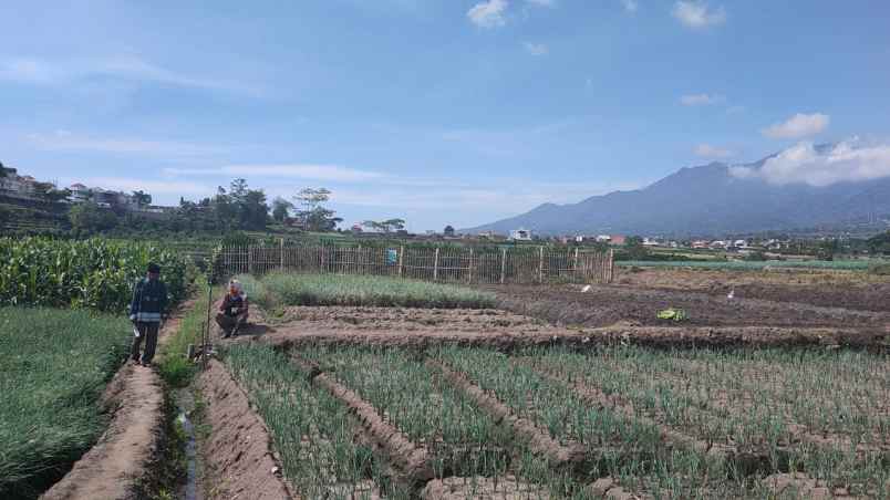 tanah kebun jeruk luas cocok untuk investasi di batu