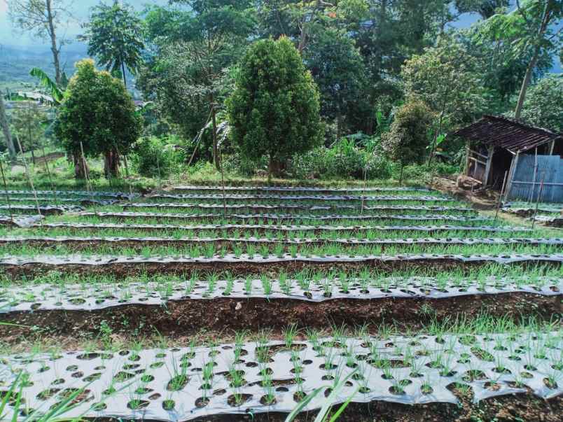 tanah kemuning ngargoyoso