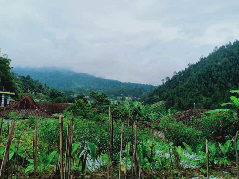 tanah kemuning ngargoyoso