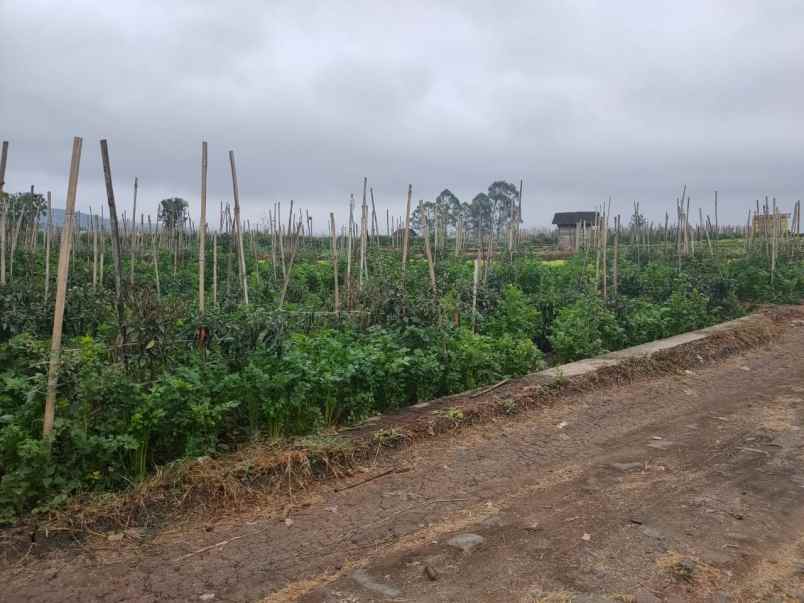 tanah lahan kuning luas subur strategis di kota batu