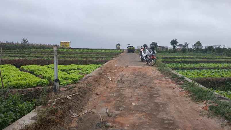 tanah lahan kuning luas subur strategis di kota batu