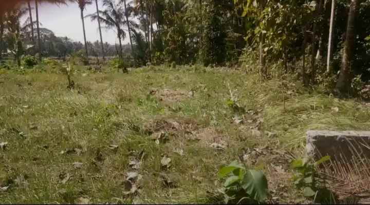 tanah murah carikan bumirejo kulonprogo