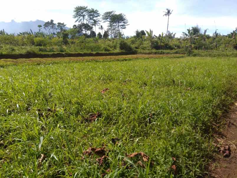 tanah murah di ciawi puncak bogor