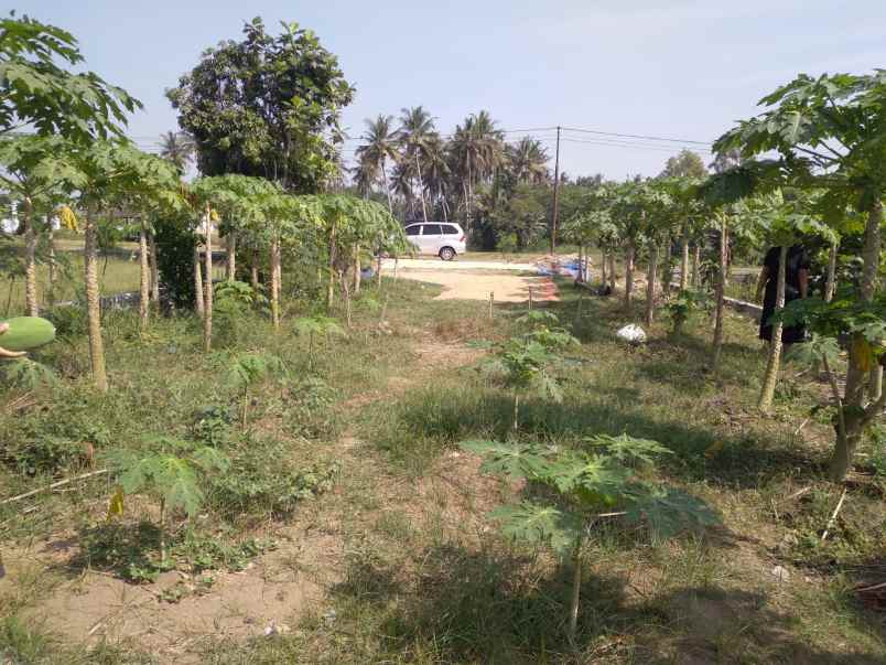 tanah murah strategis ajik srandakan