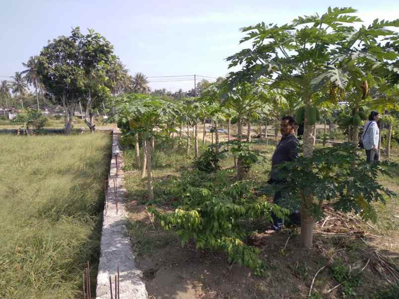 tanah murah strategis ajik srandakan