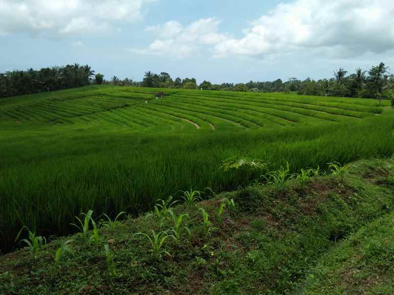 tanah pantai soka selemadeg tabanan