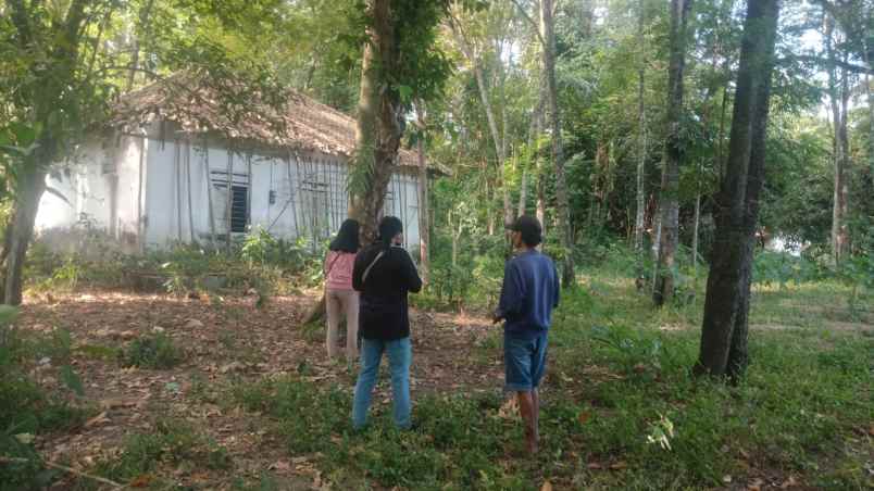 tanah pekarangan murah di perbatasan jogja klaten