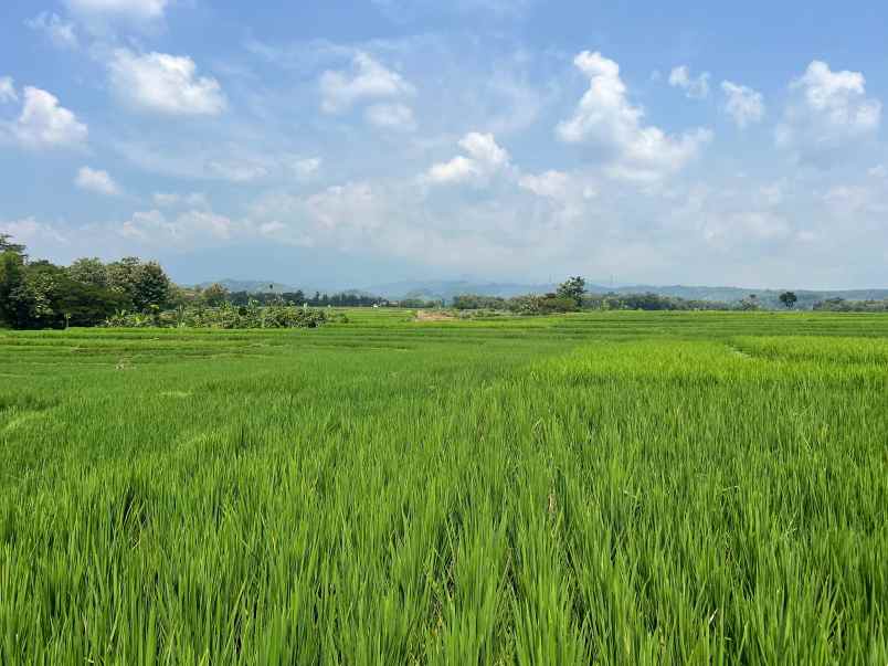 tanah sawah murah 4800m2 480 juta sambirejo sragen
