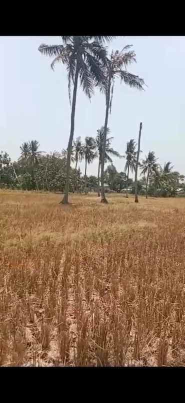 dijual lahan bagus di daerah desa sukatenang