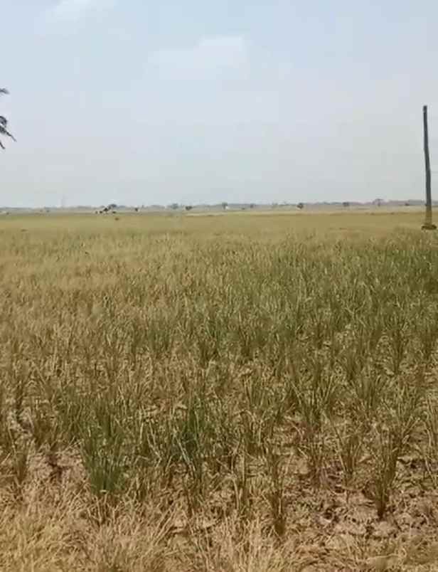 dijual lahan bagus di daerah desa sukatenang