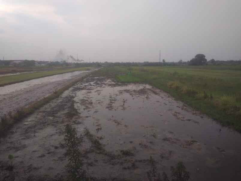 dijual tanah daerah irian jaya pasuruan