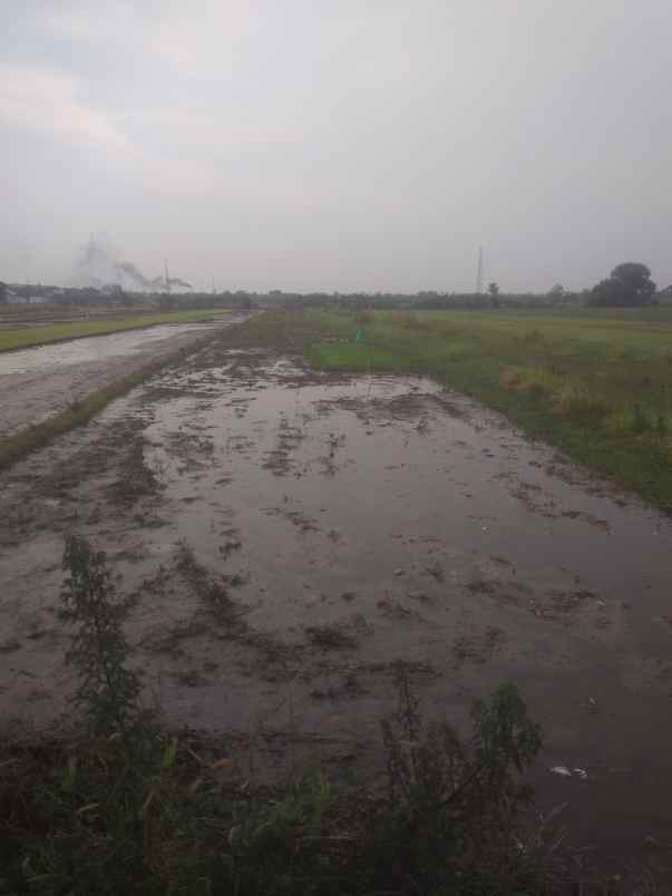 dijual tanah daerah irian jaya pasuruan