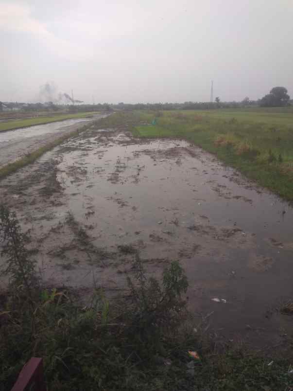 dijual tanah daerah irian jaya pasuruan