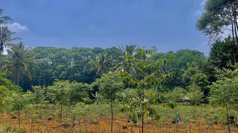 dijual tanah darangdan