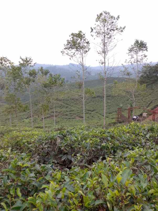 dijual tanah darat kebun strategis dan produktif