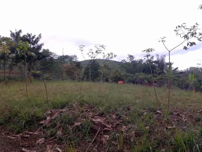 dijual tanah darat kebun strategis dan produktif