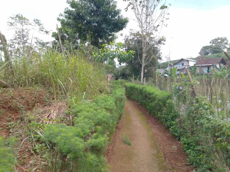 dijual tanah darat kebun strategis dan produktif