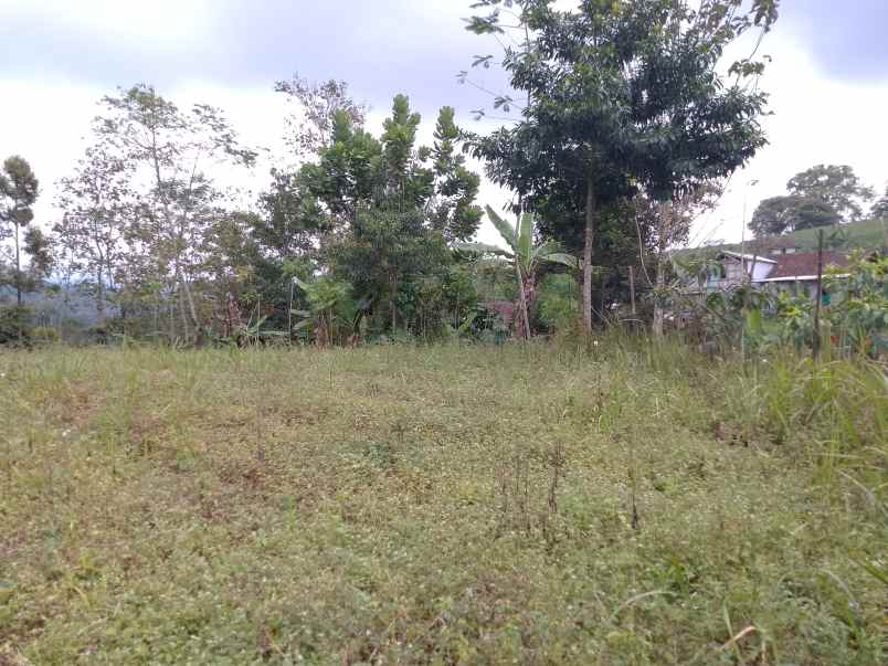 dijual tanah darat kebun strategis dan produktif