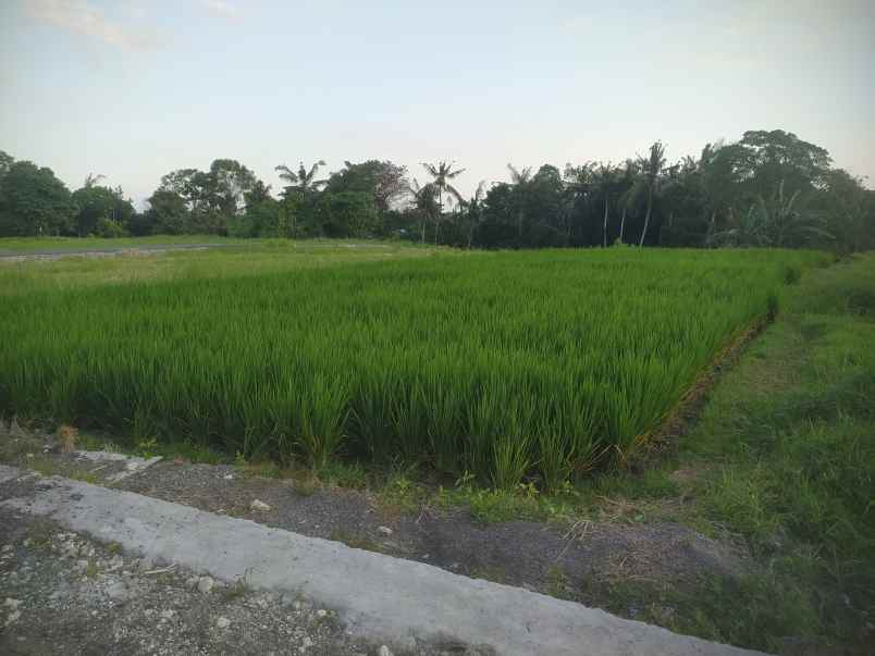 dijual tanah dekat pantai kedungu