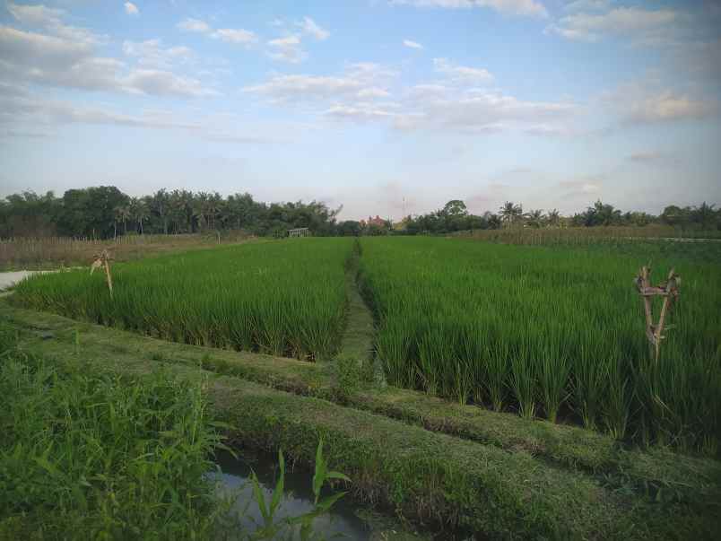 dijual tanah dekat pantai kedungu