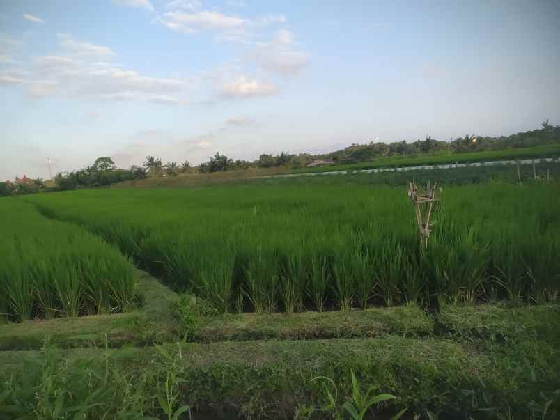 dijual tanah dekat pantai kedungu