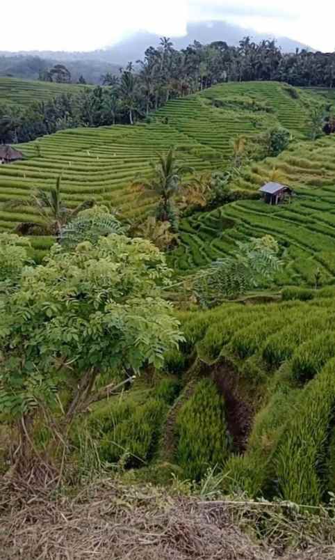 dijual tanah desa belimbing kec pupuan
