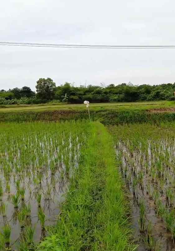 dijual tanah jaringao