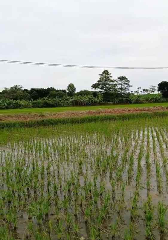 dijual tanah jaringao