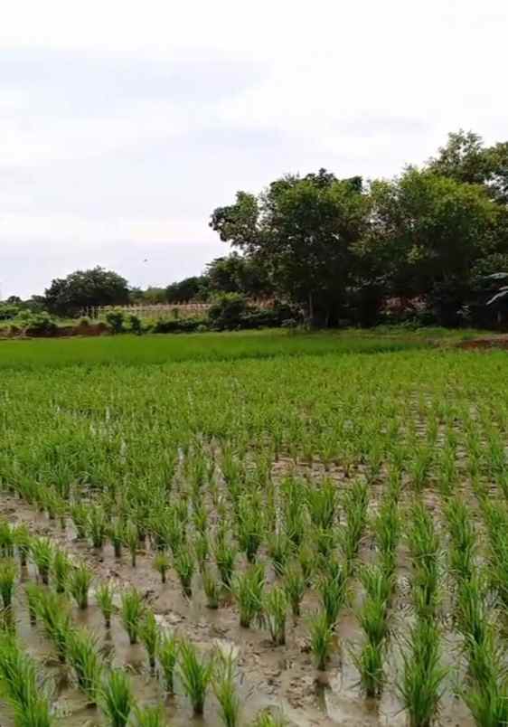 dijual tanah jaringao