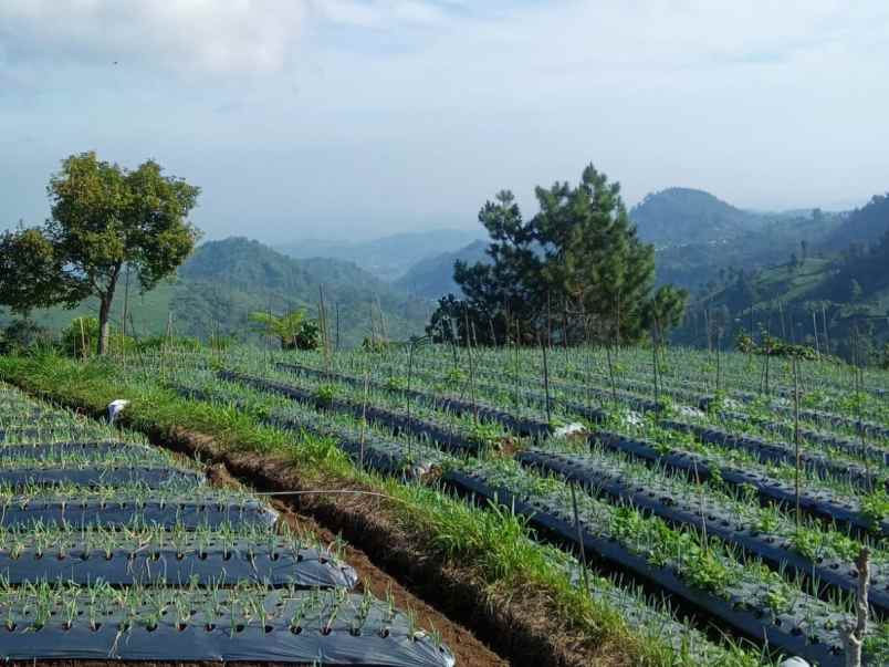 dijual tanah jenawi karanganyar