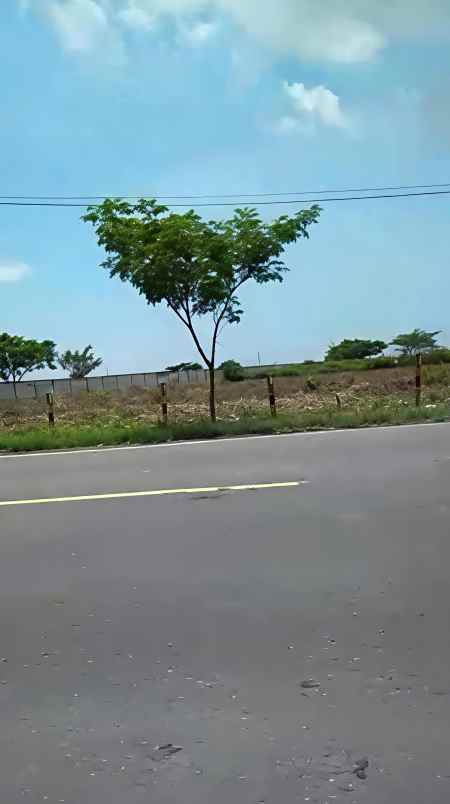 dijual tanah jl raya widang