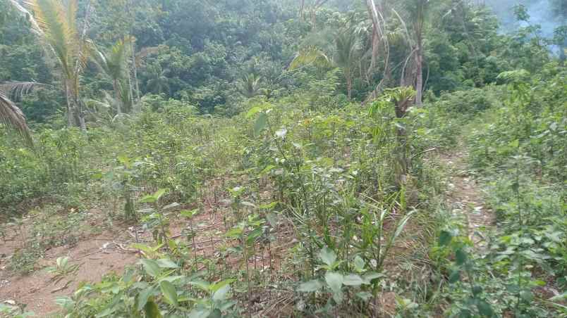 dijual tanah kampung bedeng desa