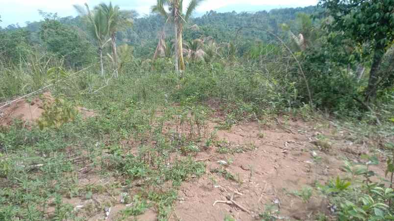 dijual tanah kampung bedeng desa