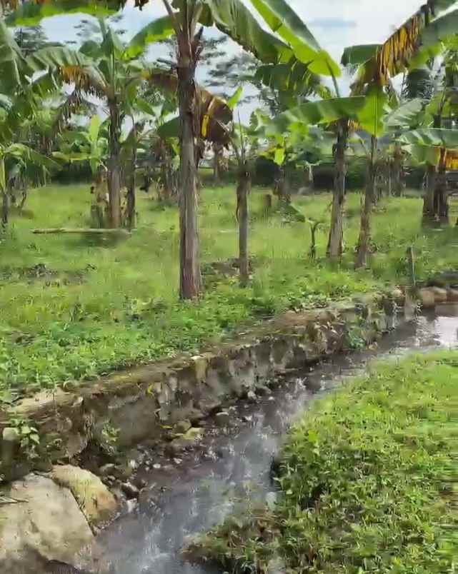 dijual tanah kebun pisang akses jl mobil