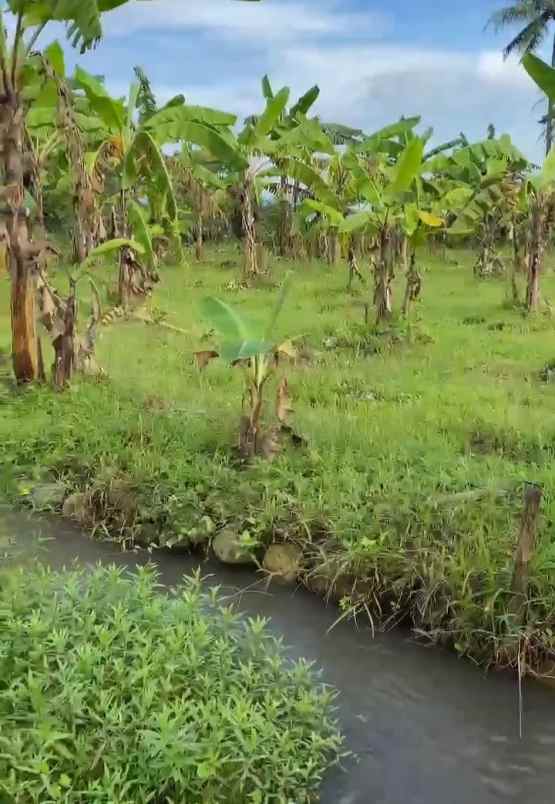 dijual tanah kebun pisang akses jl mobil