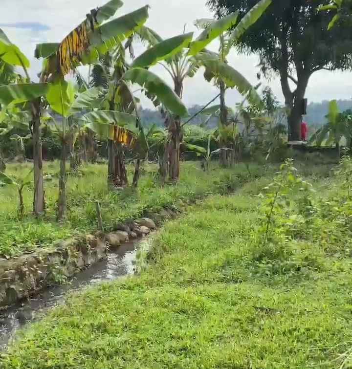 dijual tanah kebun pisang akses jl mobil