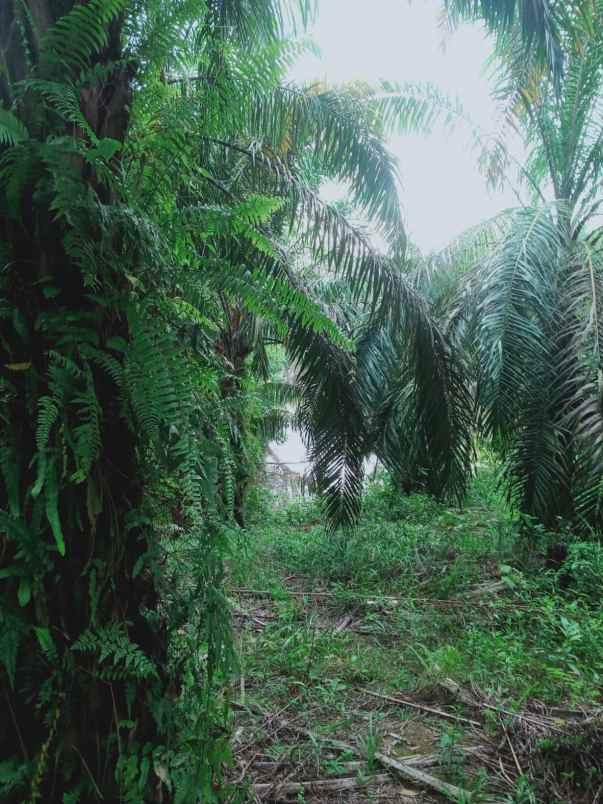 dijual tanah kebun sawit