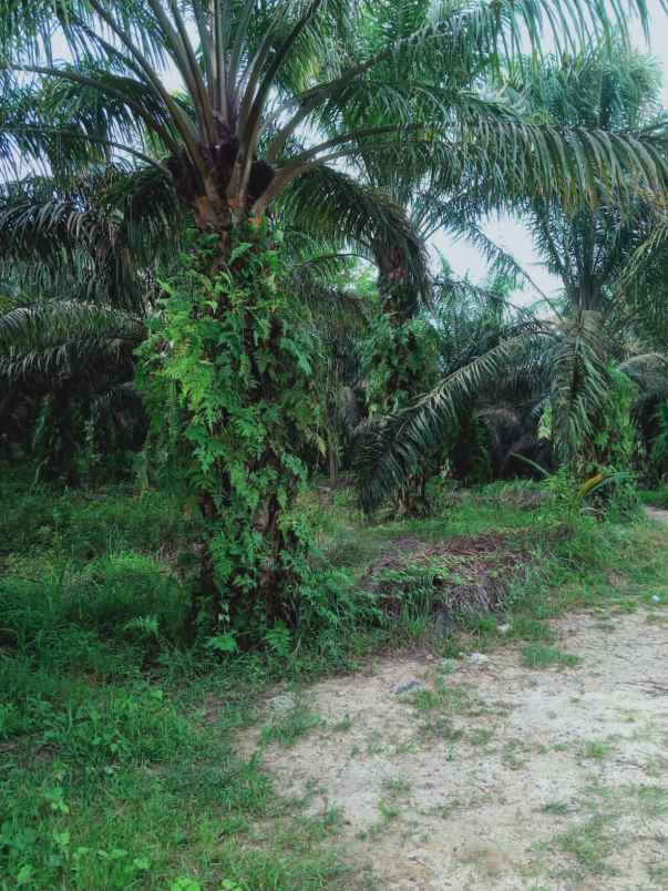 dijual tanah kebun sawit