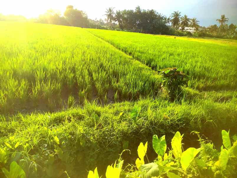 dijual tanah kedungu tabanan bali