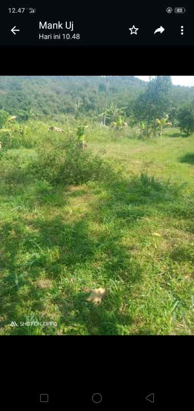 dijual tanah milik seluas 1641 m