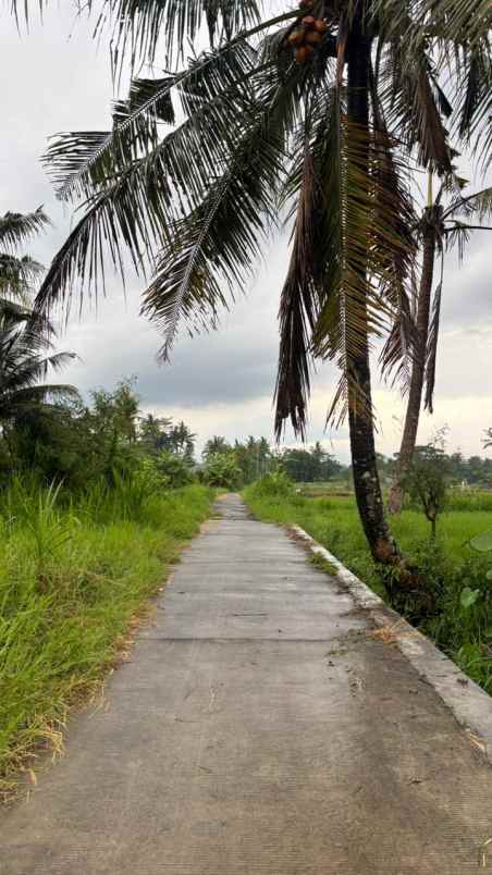 dijual tanah sawah widodomartani sleman yogyakarta