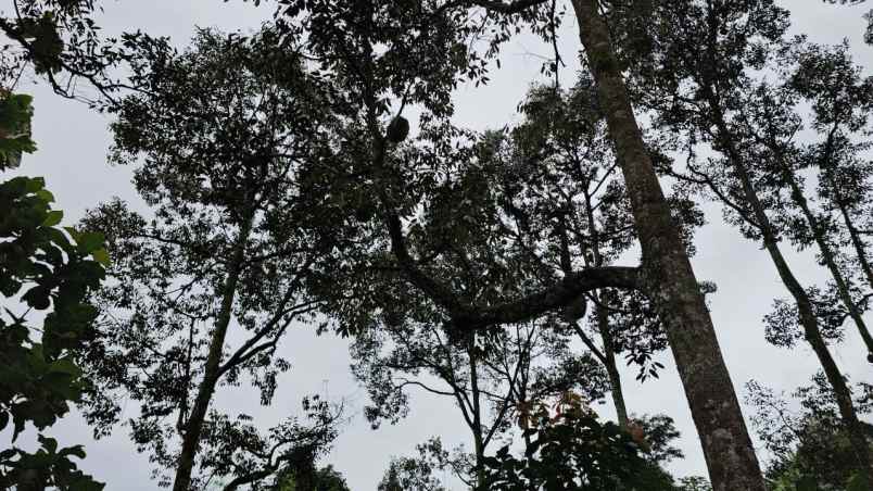 dijual tanah sukaharja kec cijeruk