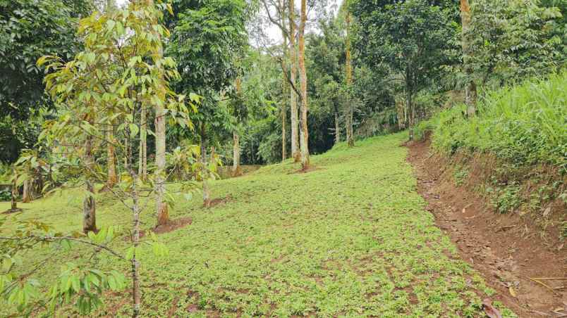 dijual tanah sukaharja kec cijeruk