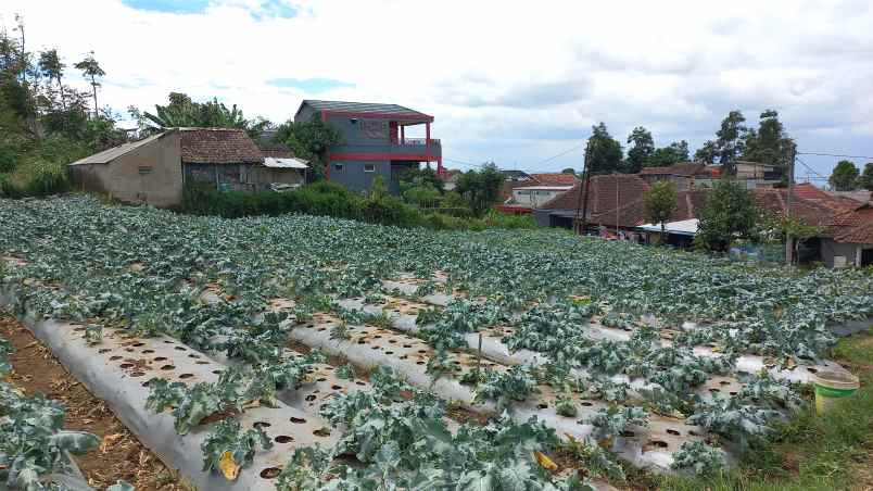 dijual tanah wangunsari lembang