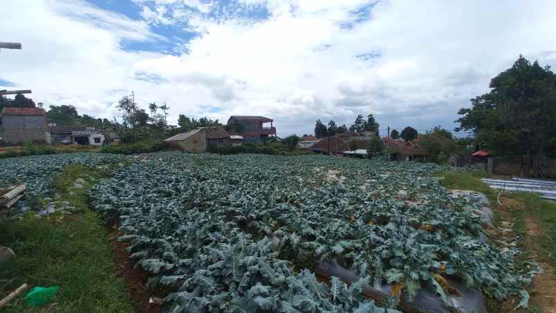 dijual tanah wangunsari lembang