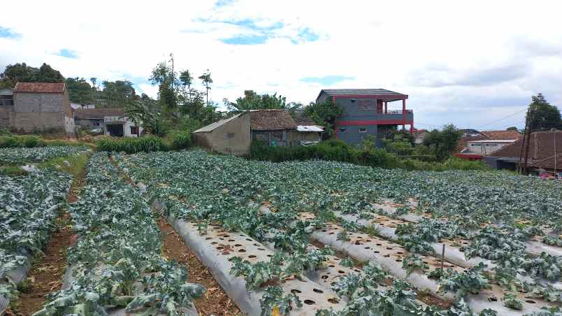 dijual tanah wangunsari lembang