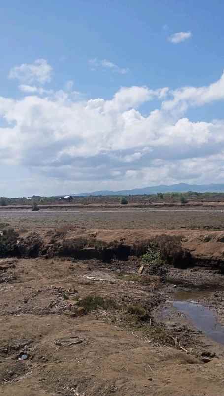 disewakan tanah empang sumbawa ntb