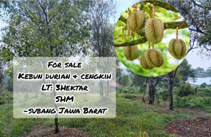 for sale kebun durian cengkih jalan cagak subang